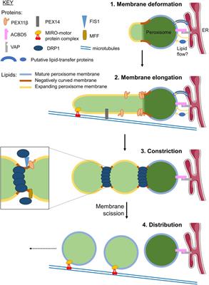 Determinants of Peroxisome Membrane Dynamics